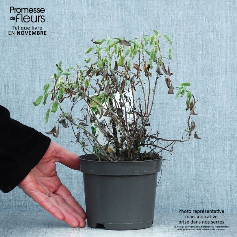 Salvia officinalis 'Icterina' 1.5L/2L pot sample as delivered in autumn