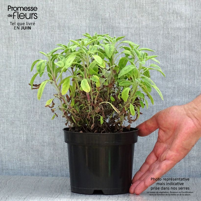 Salvia officinalis 'Icterina' 1.5L/2L pot sample as delivered in summer