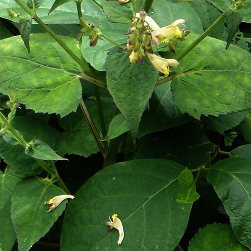 Salvia omeiana (Foliage)