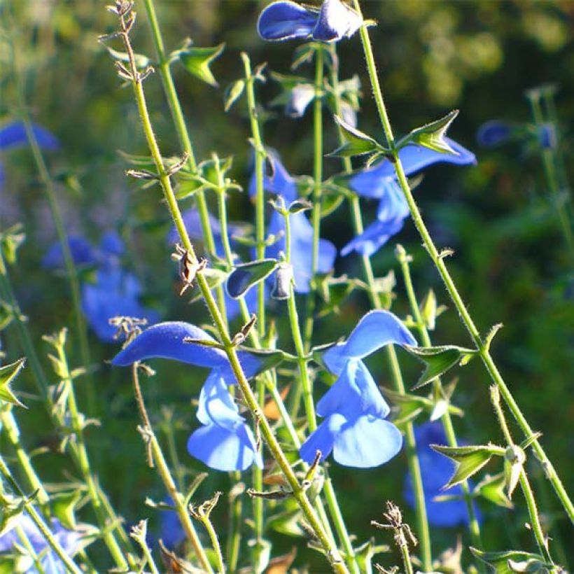 Salvia patens Royal Blue (Flowering)