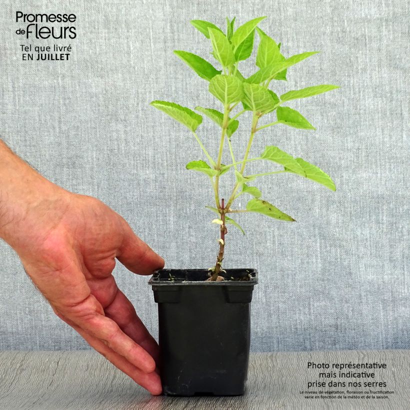 Salvia patens Royal Blue 7/8 cm pot sample as delivered in summer