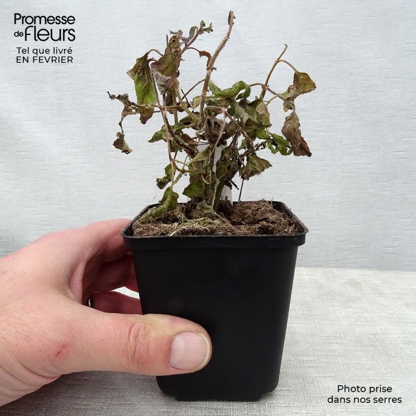 Salvia patens White Trophy - Sauge gentiane blanche Godet de 9cm sample as delivered in winter