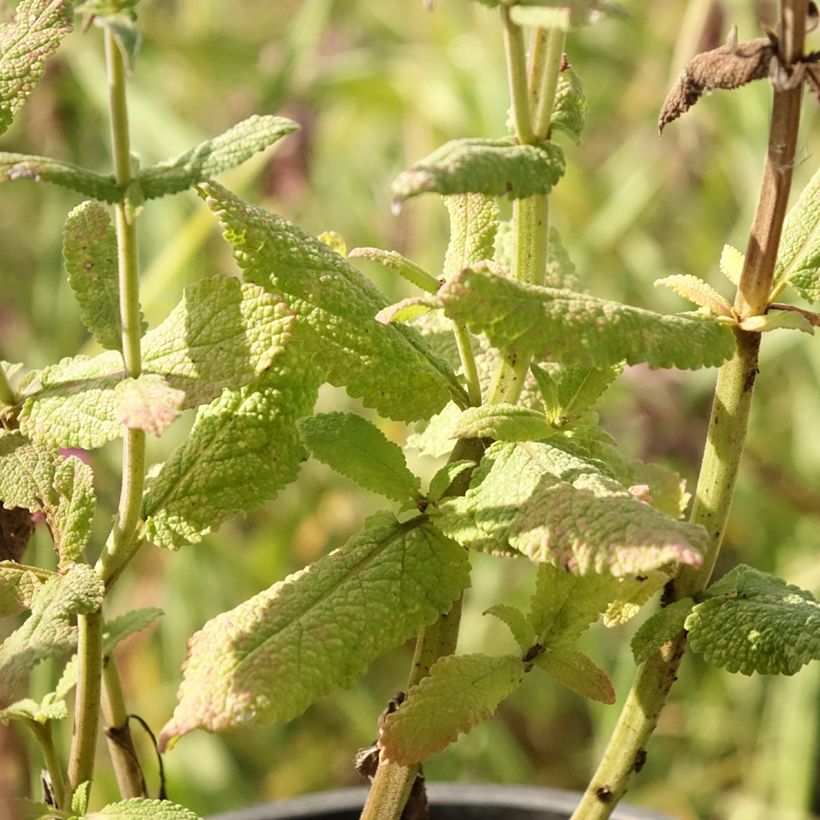 Salvia pratensis Lyrical Blues - Meadow Sage (Foliage)