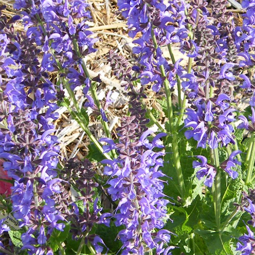 Salvia sylvestris Rhapsody in Blue (Flowering)
