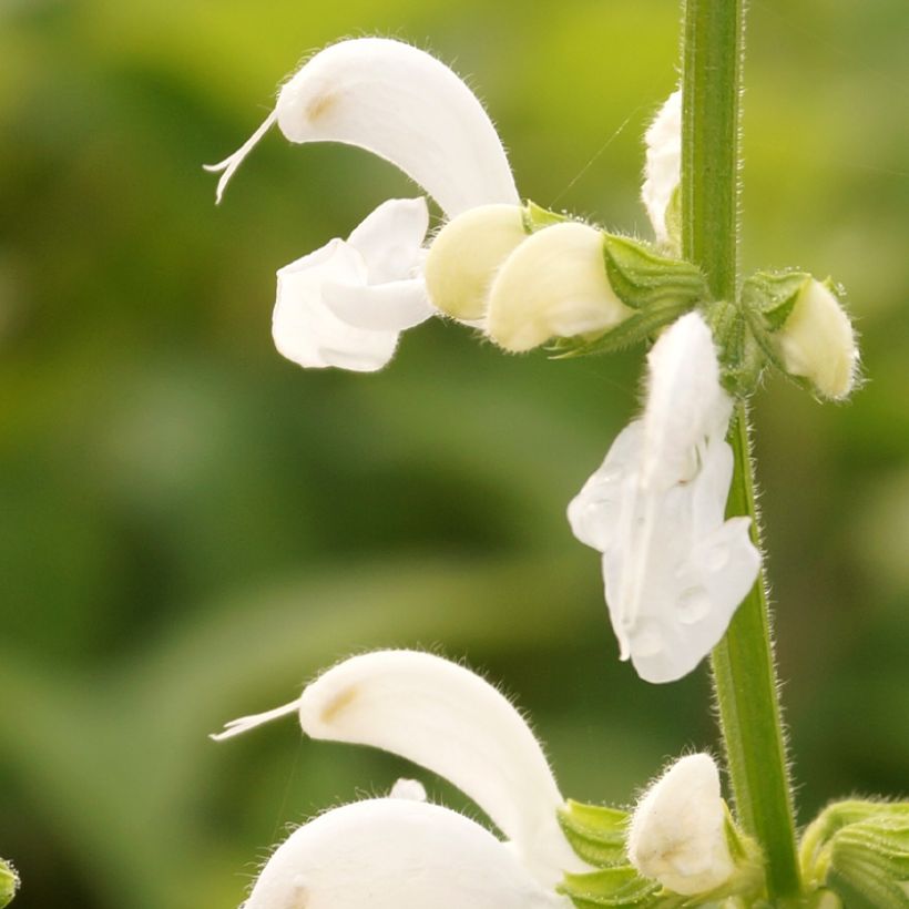 Salvia pratensis Swan Lake - Meadow Sage (Flowering)