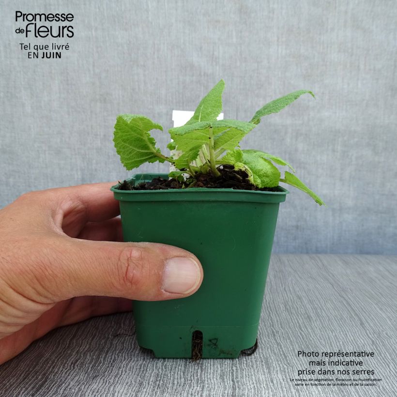 Salvia pratensis Swan Lake - Meadow Sage 8/9 cm pot sample as delivered in summer