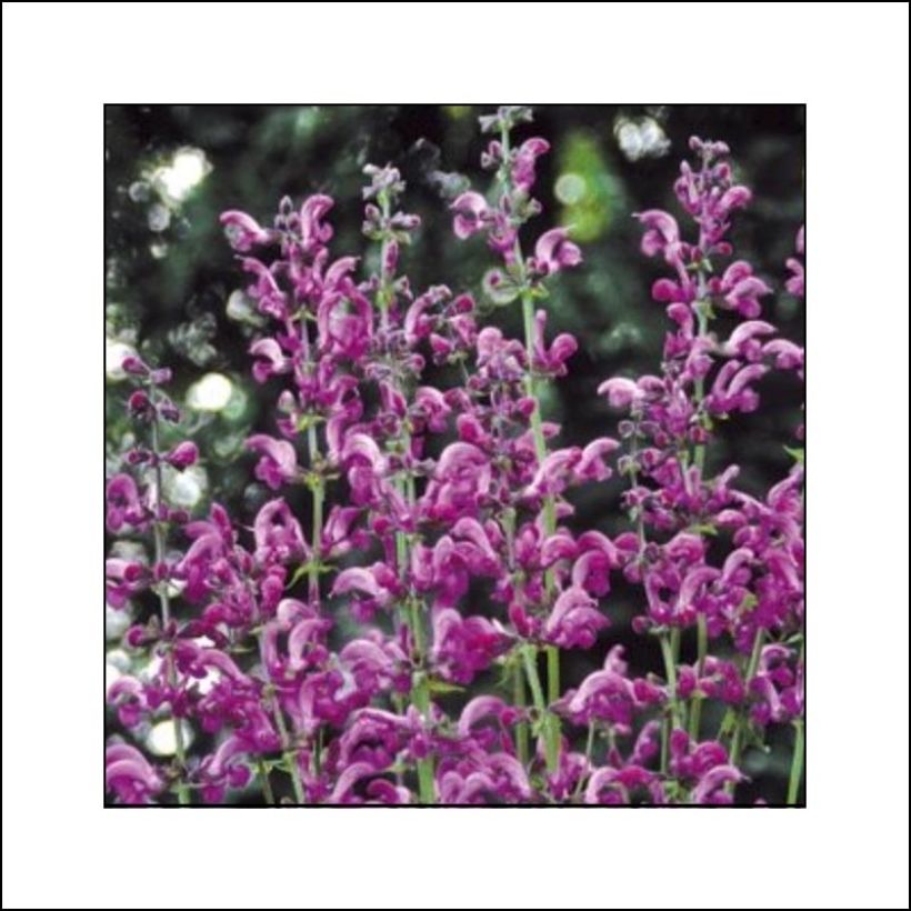 Salvia pratensis Sweet Esmeralda - Meadow Sage (Flowering)