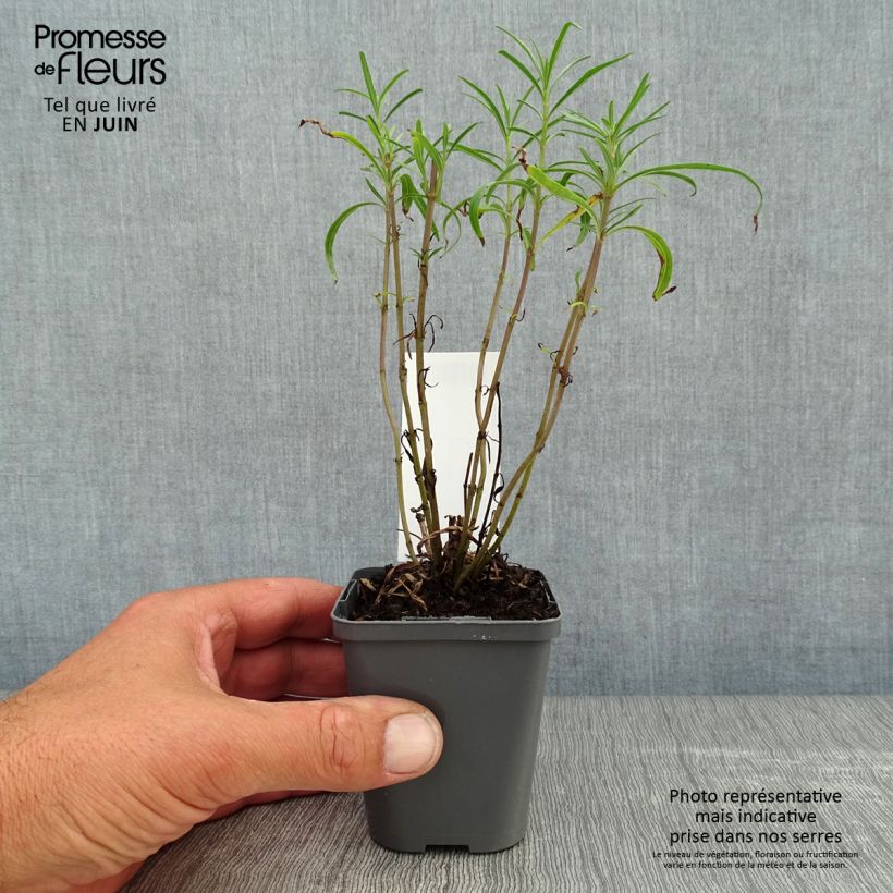 Salvia reptans 'West Texas Form' 8/9 cm pot sample as delivered in summer
