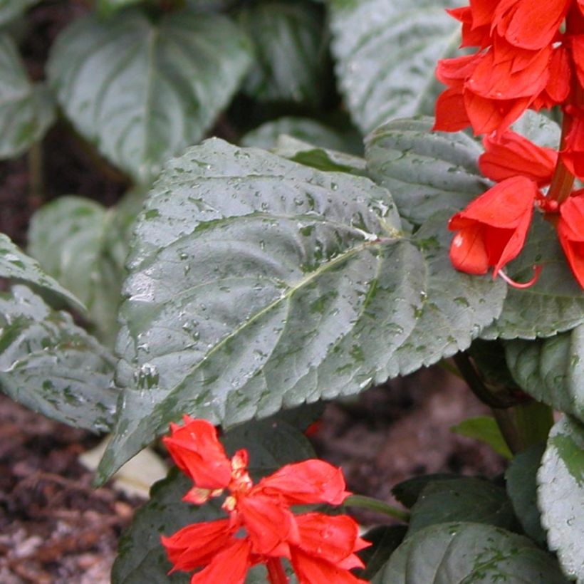 Salvia splendens Carambita (Foliage)