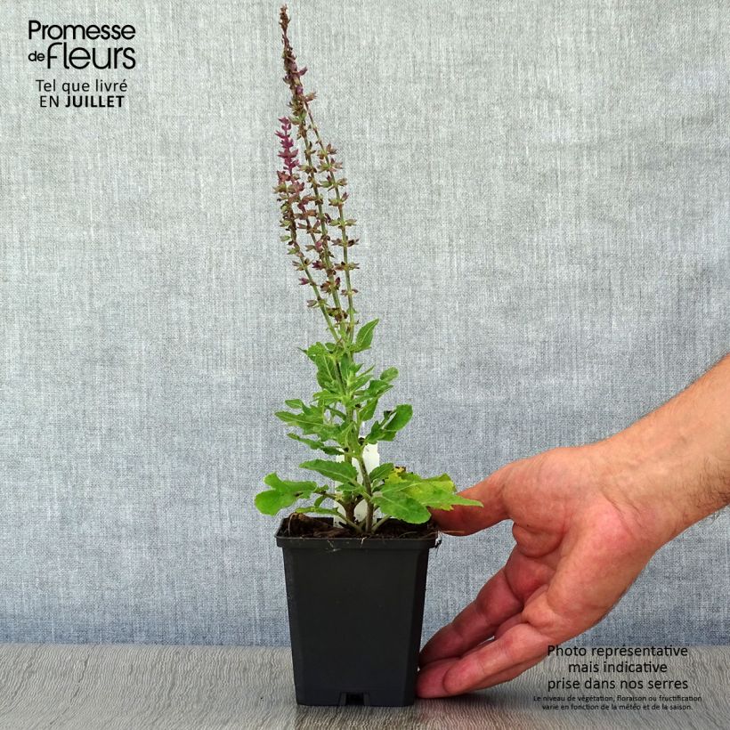 Salvia superba Queen of the Blues 8/9 cm pot sample as delivered in summer