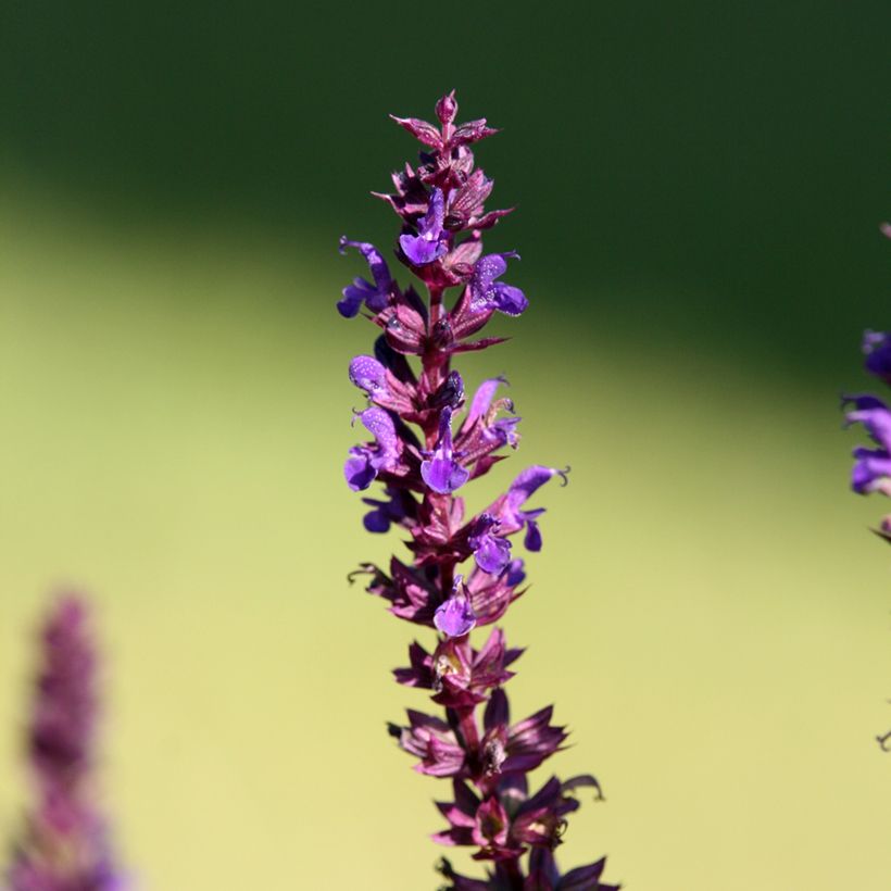 Salvia superba Queen of the Blues (Flowering)