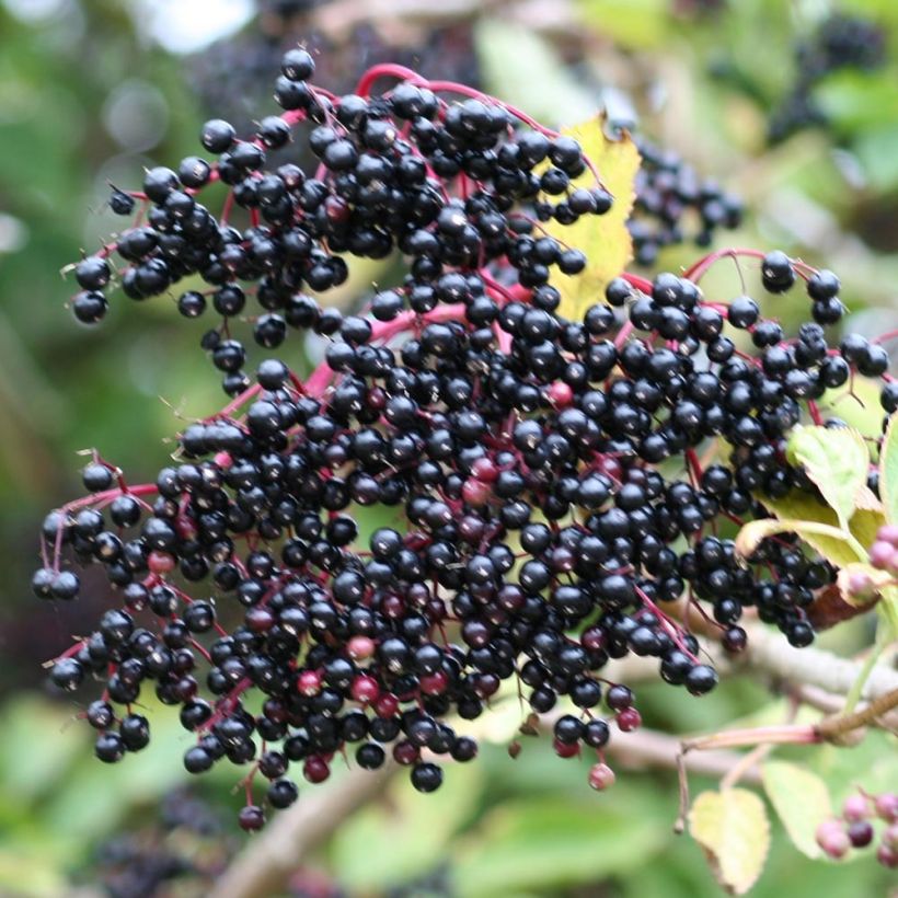 Sambucus nigra - Black Elder (Harvest)