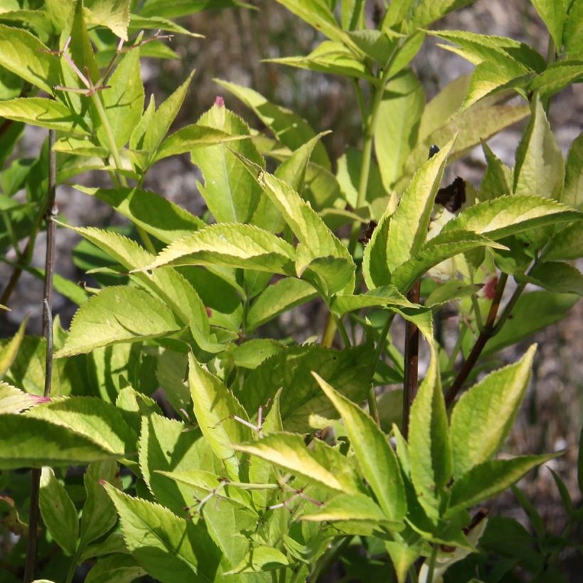 Sambucus nigra Aurea - Black Elder (Foliage)
