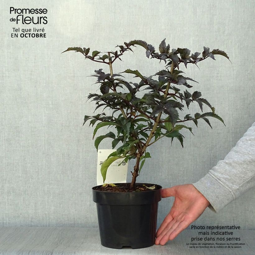 Sureau noir - Sambucus nigra Black Tower en pot de 3,5L sample as delivered in autumn