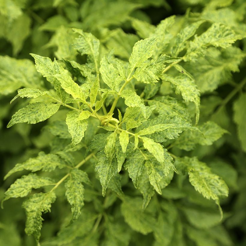 Sambucus nigra Luteovariegata - Elder (Foliage)