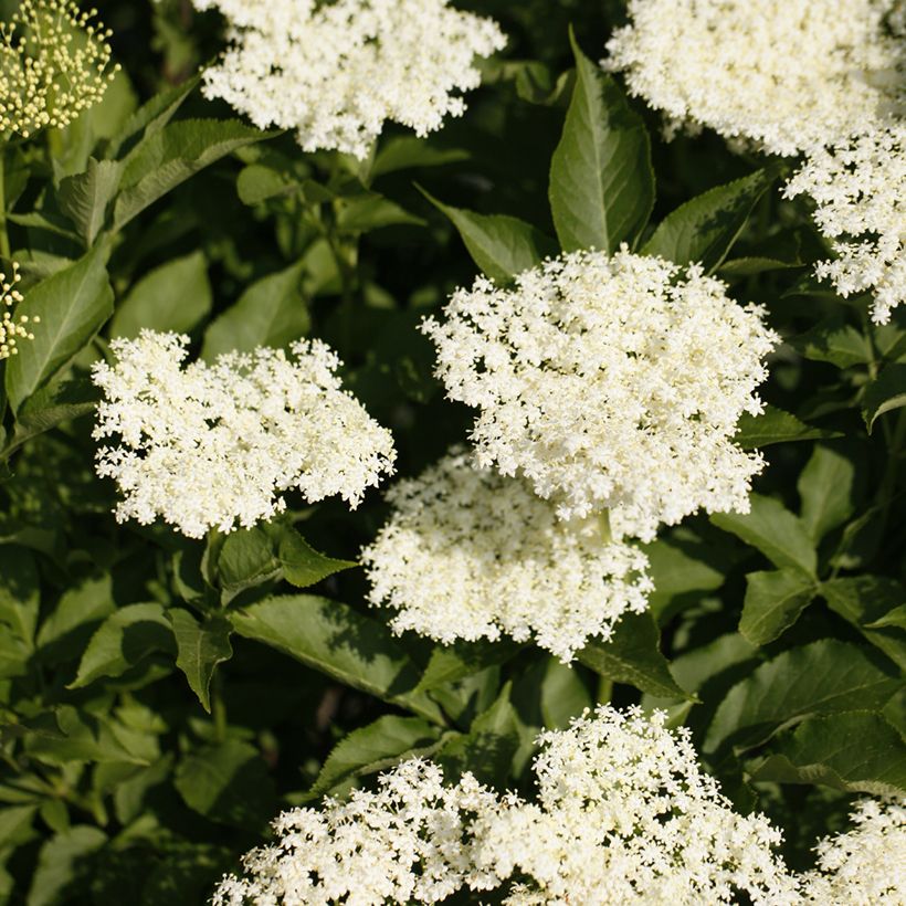  Sambucus nigra Obelisk - Elder (Flowering)