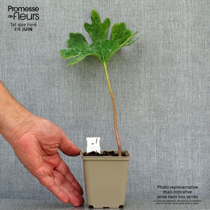 Sanguinaria canadensis - Sanguinaire Godet de 8/9 cm sample as delivered in summer