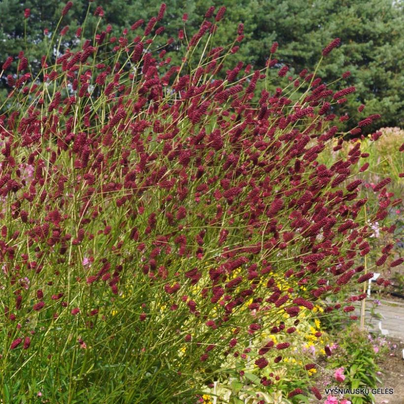 Sanguisorba tenuifolia Cangshan Cranberry (Flowering)