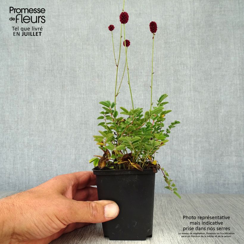 Sanguisorba Proud Mary - Pimprenelle Godet de 8/9 cm sample as delivered in summer