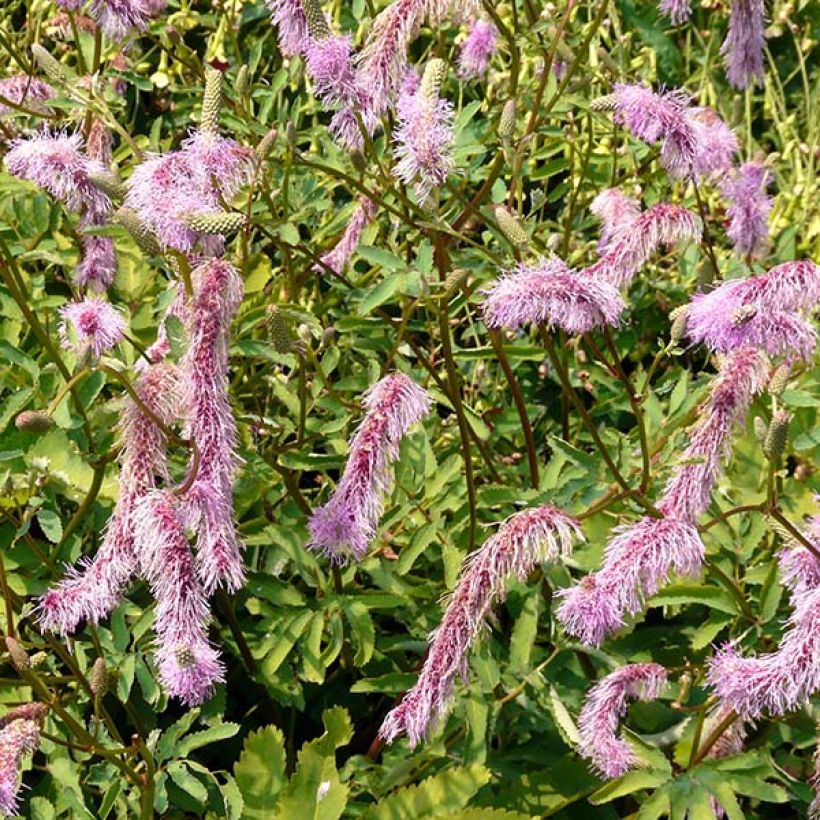 Sanguisorba hakusanensis (Flowering)