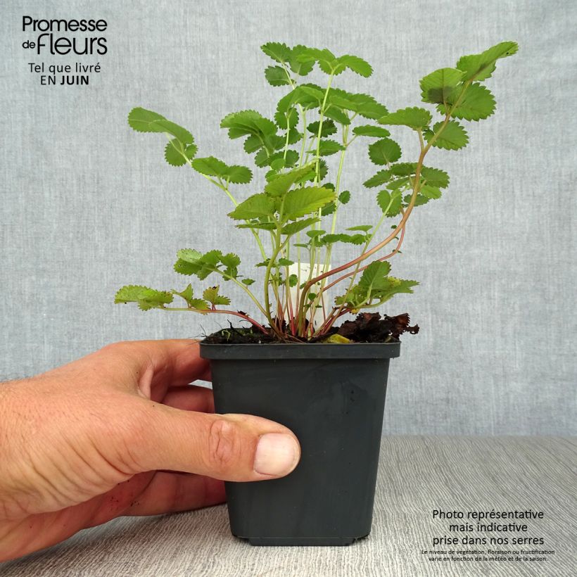 Sanguisorba hakusanensis Godet de 8 cm sample as delivered in summer