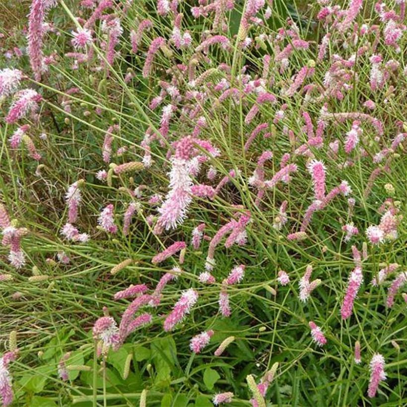 Sanguisorba Pink Brushes (Flowering)