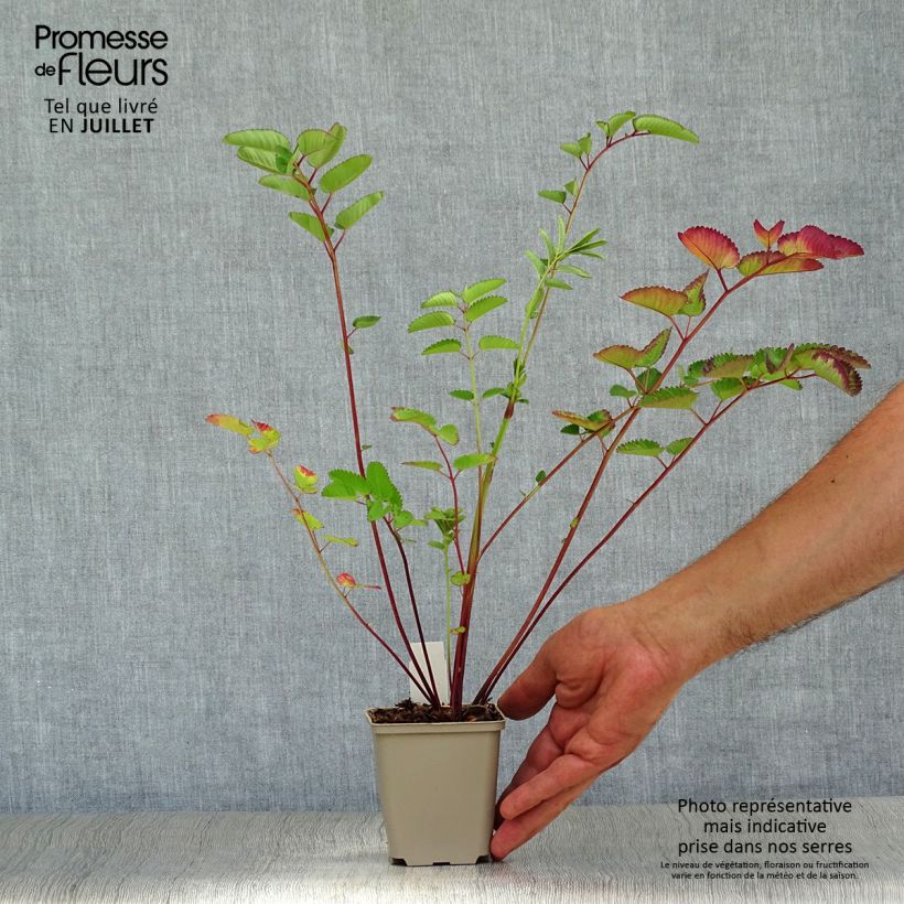 Sanguisorba Pink Brushes 8/9 cm pot sample as delivered in summer