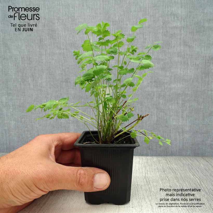 Sanguisorba minor 7/8 cm pot sample as delivered in summer