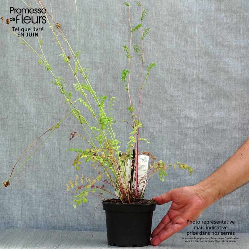 Sanguisorba minor 1.5L/2L pot sample as delivered in summer