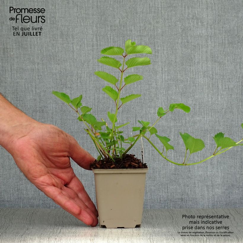Sanguisorba obtusa - Pimprenelle japonaise Godet de 9cm sample as delivered in summer