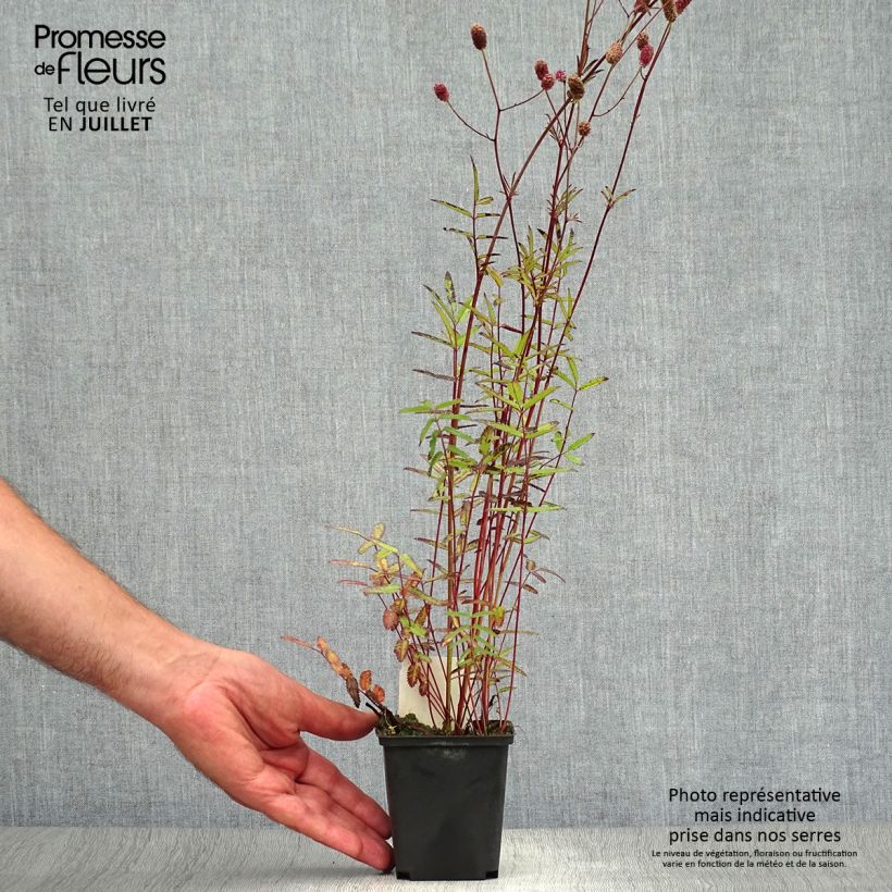 Sanguisorba officinalis Pink Tanna - Grande Pimprenelle Godet de 9cm sample as delivered in summer