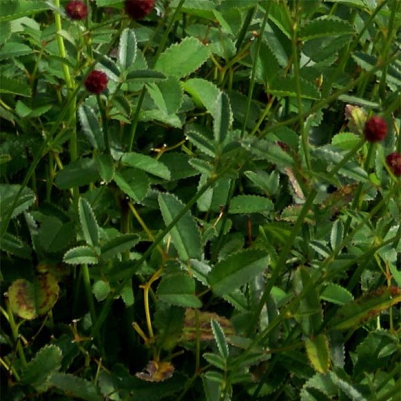 Sanguisorba officinalis Tanna (Foliage)