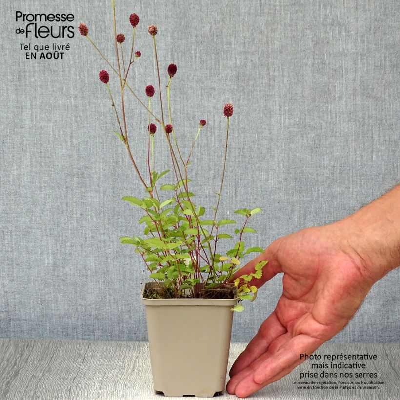 Sanguisorba officinalis Tanna - Grande Pimprenelle Godet de 9cm sample as delivered in summer