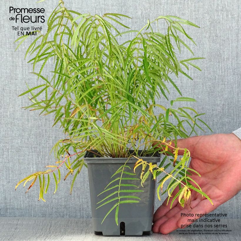 Sanguisorba tenuifolia Alba Pot de 1L/1.5L sample as delivered in spring
