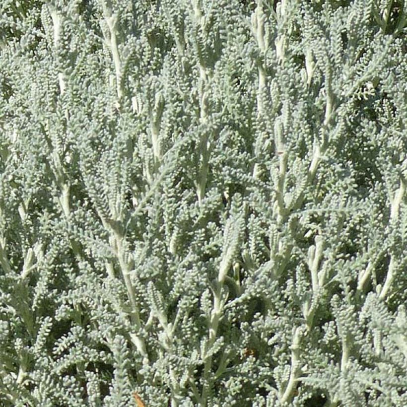 Santolina chamaecyparissus (Foliage)