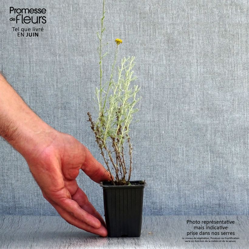 Santolina chamaecyparissus - Santoline argentée   Godet de 9cm sample as delivered in summer