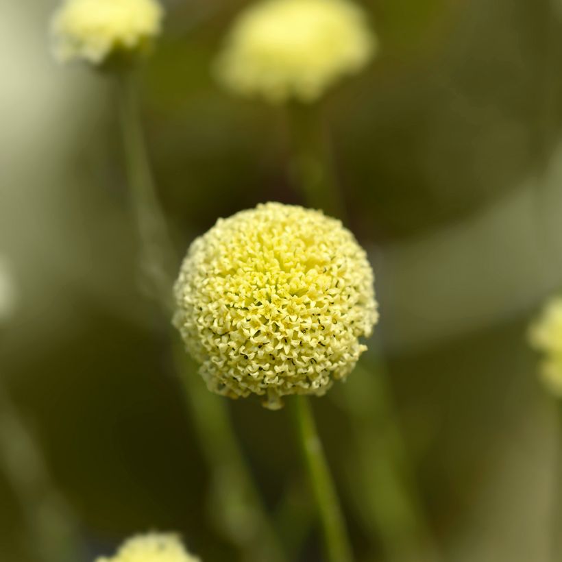 Santolina rosmarinifolia (Flowering)