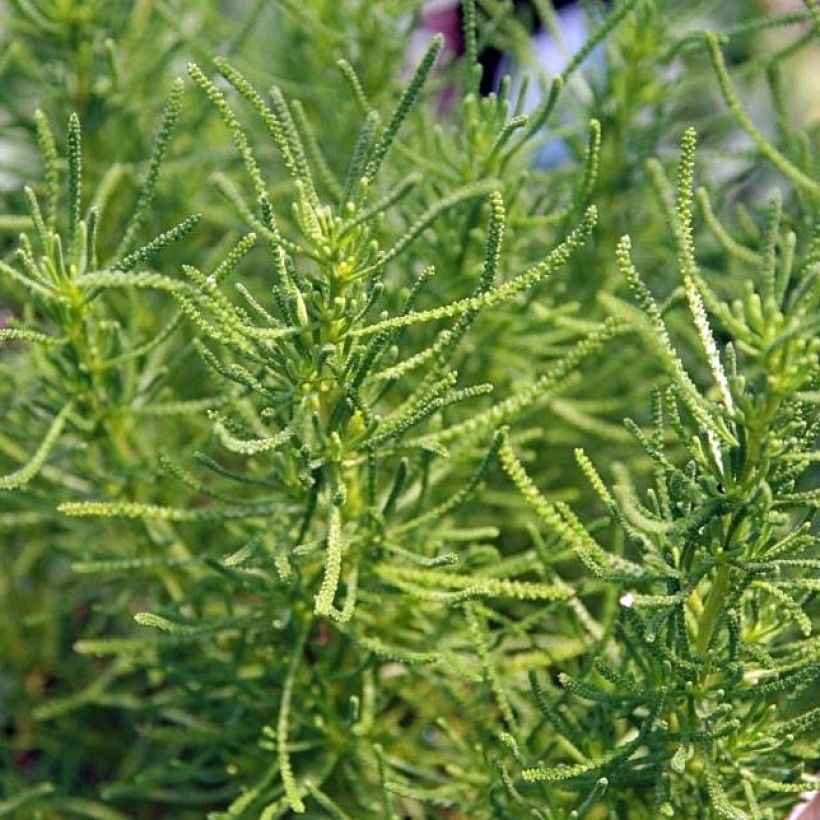 Santolina virens rosmarinifolia (Foliage)