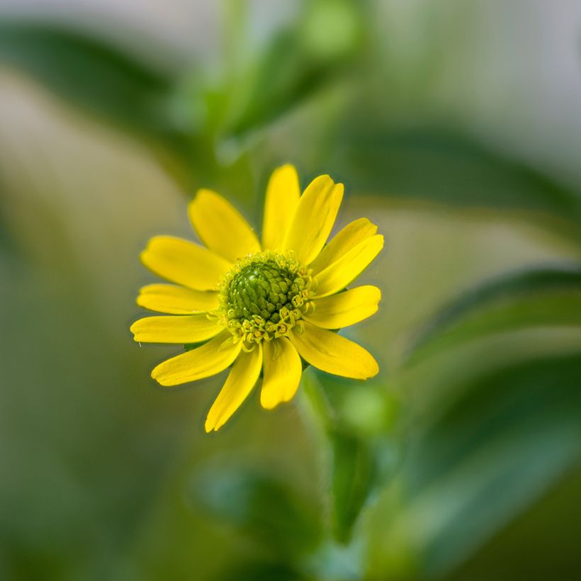 Sanvitalia Aztekengold (Flowering)