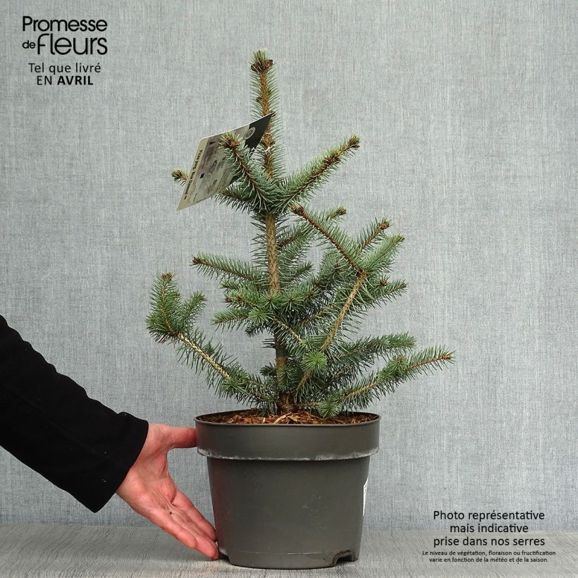 Picea pungens Blue Diamond - Blue Spruce sample as delivered in spring