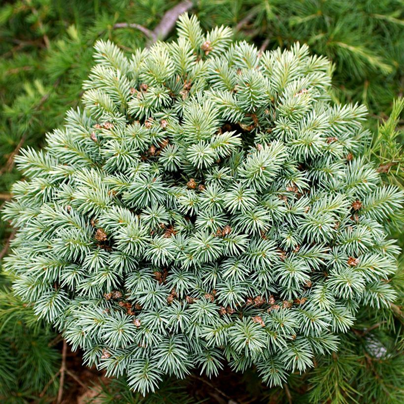 Picea pungens Blue Pearl - Blue Spruce (Foliage)