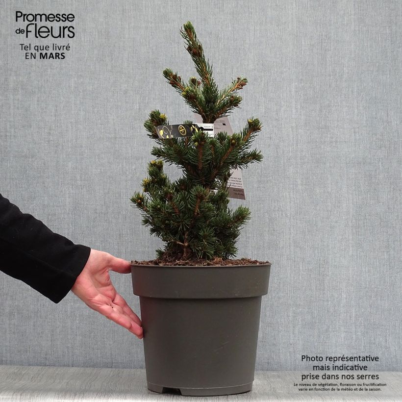 Picea pungens Lucky Strike - Blue Spruce 3L/4L potShipped height around 25/30cm sample as delivered in spring