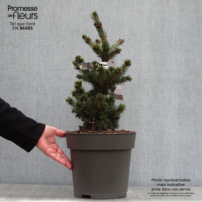 Picea pungens Lucky Strike - Blue Spruce sample as delivered in spring