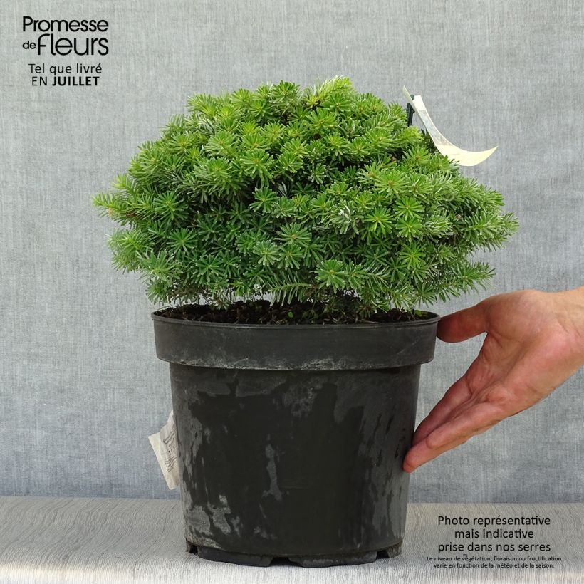 Abies koreana Nadelkissen - Korean Fir 7.5L/10L potShipped height around 25/30cm sample as delivered in summer