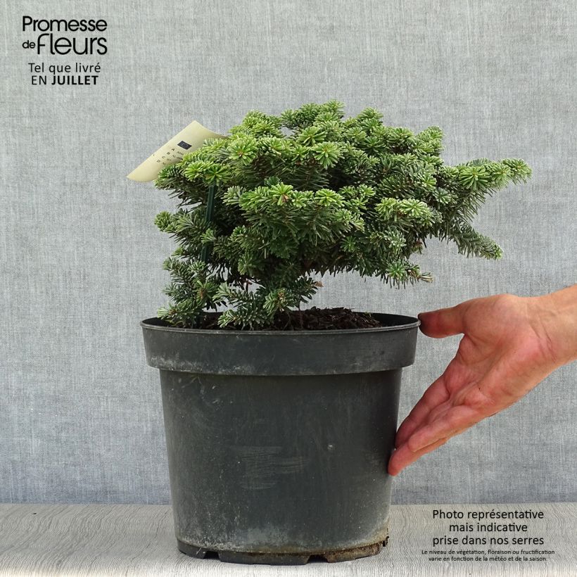 Abies koreana Tundra - Korean Fir EachShipped height around 60/80cm sample as delivered in summer