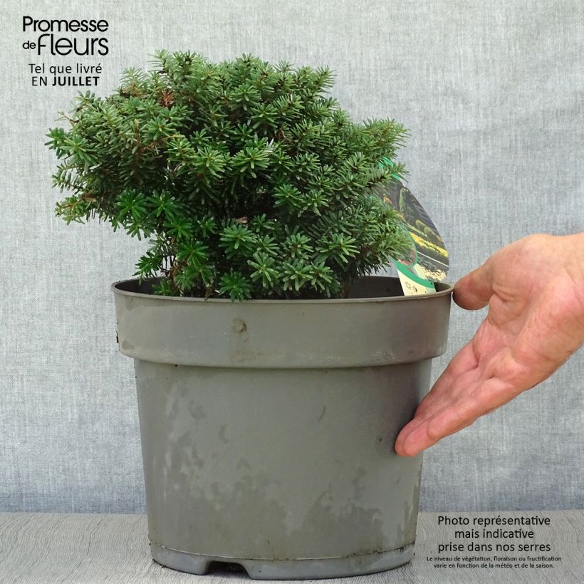 Abies koreana Cis - Korean Fir 7.5L/10L potShipped height around 25/30cm sample as delivered in summer