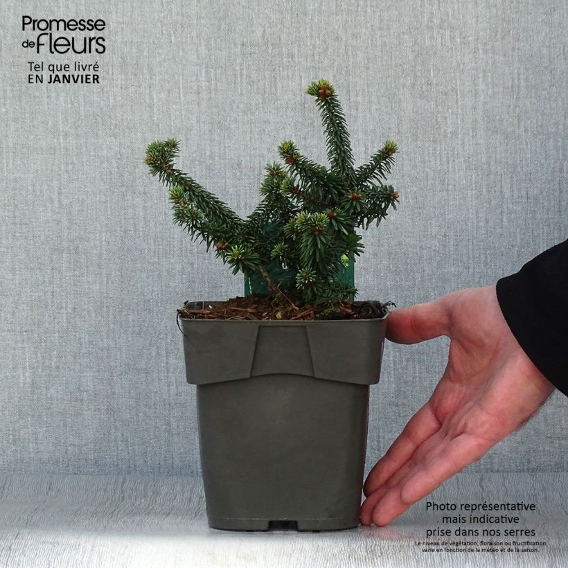 Sapin nain - Abies balsamea Piccolo                Pot de 2L/3L sample as delivered in winter