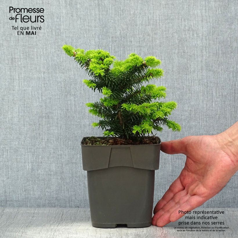 Abies balsamea Piccolo 2L/3L potShipped height around 15/20cm sample as delivered in spring