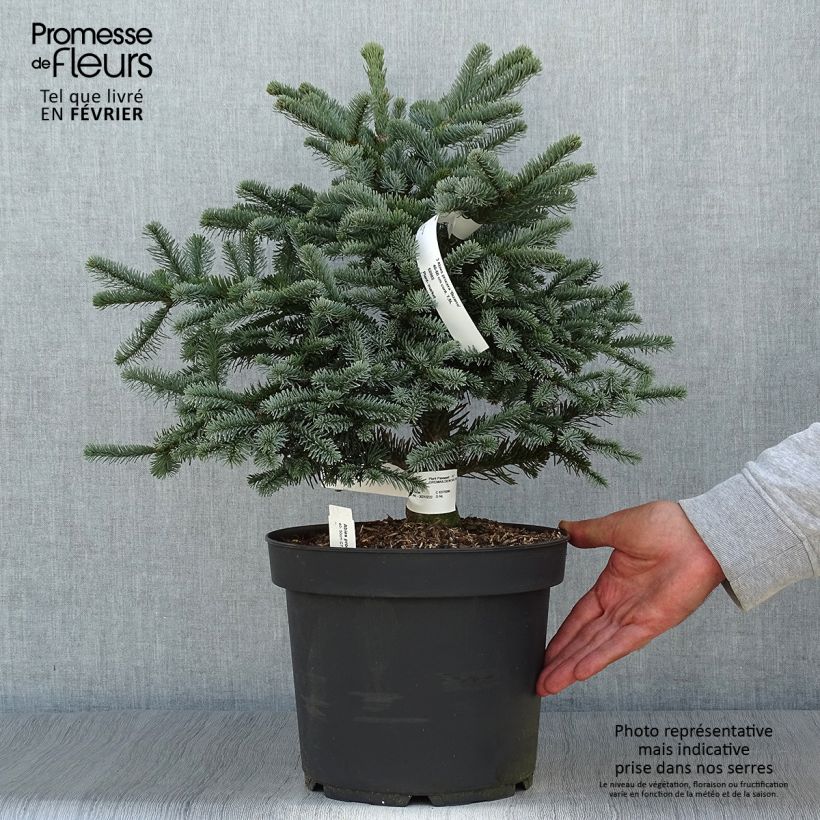 Sapin noble - Abies procera Bizarro                Pot de 7,5L/10L sample as delivered in autumn