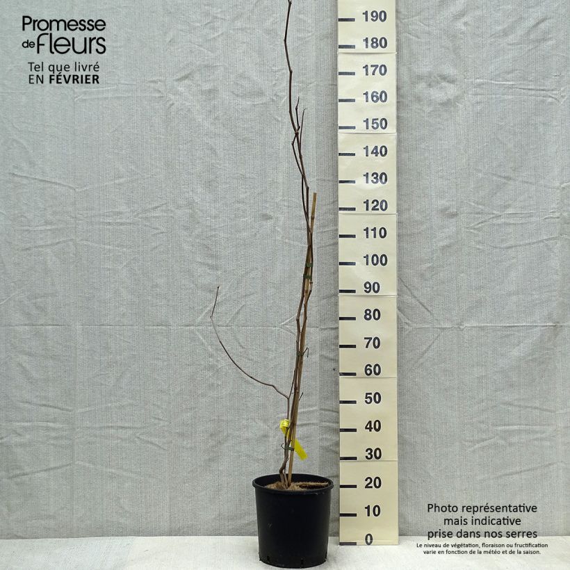 Sapium japonicum 7.5L/10L pot sample as delivered in winter